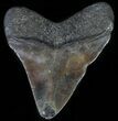 Juvenile Megalodon Tooth #62142-1